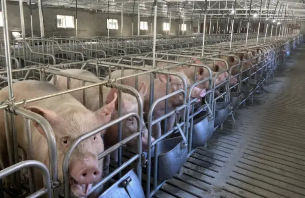 Humico Humic Acid Feed Additive - Swine Nutrition Solution