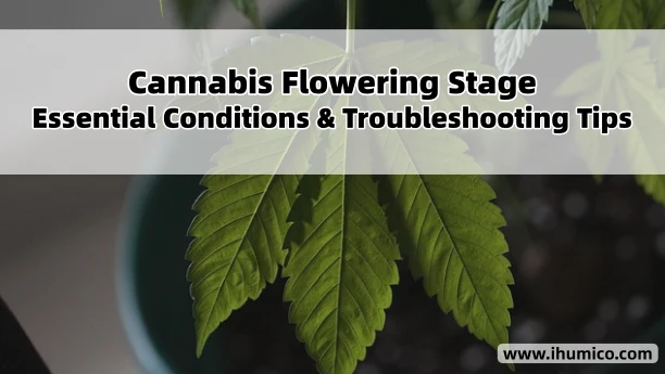 Humico Article - Cannabis Flowering Stage Essential Conditions & Troubleshooting Tips