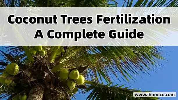 Humico Article - Coconut Trees Fertilization A Complete Guide