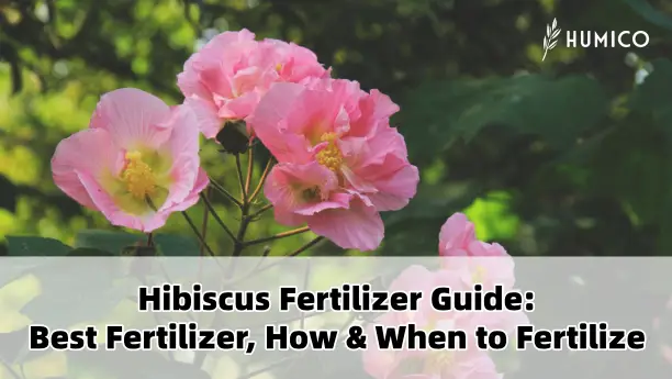Humico Article - Hibiscus Fertilizer Guide Best Fertilizer, How & When to Fertilize