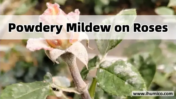 Humico Article - Powdery Mildew on Roses Identification and Management Strategies