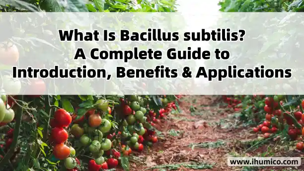 Humico Article - What Is Bacillus subtilis? A Complete Guide to Introduction, Benefits & Applications