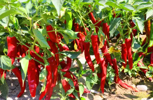 Humico Bacillus amyloliquefaciens - Fungal outbreaks in fruiting vegetables