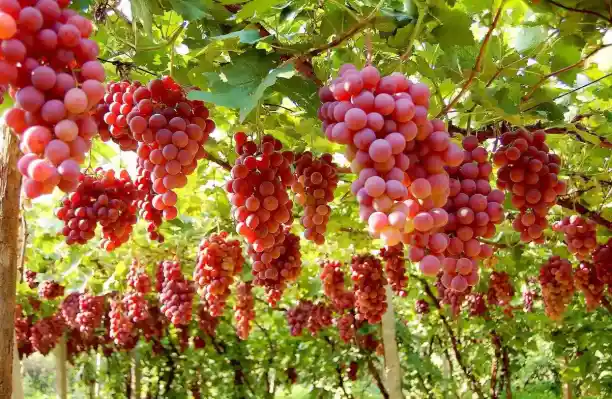 Humico Bacillus amyloliquefaciens - downy mildew, powdery mildew, and botrytis bunch rot