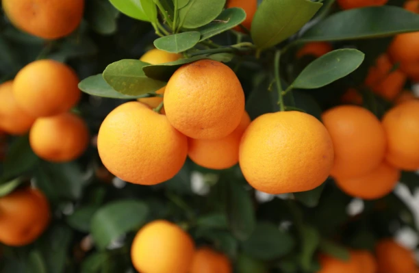 Humico - Bacillus licheniformis - Agriculture – Crop Protection & Stress Relief