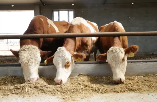 Humico - Bacillus licheniformis - Animal Feed – Gut Health & Digestion