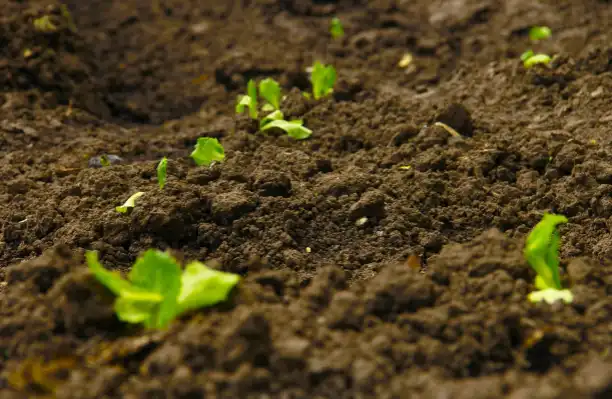 Humico - Bacillus megaterium - For Saline & Alkaline Soils