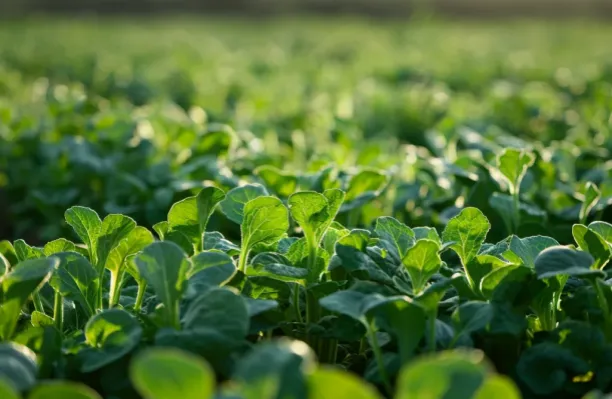 Humico Bacillus pumilus - Open-Field Fruits & Vegetables