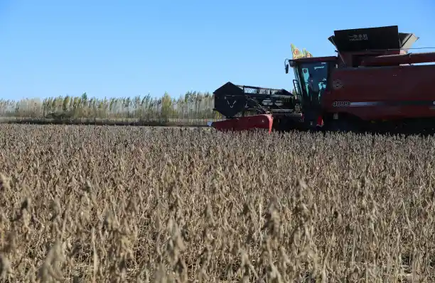 Humico Bacillus pumilus - Saline & Abiotic Stress Agriculture