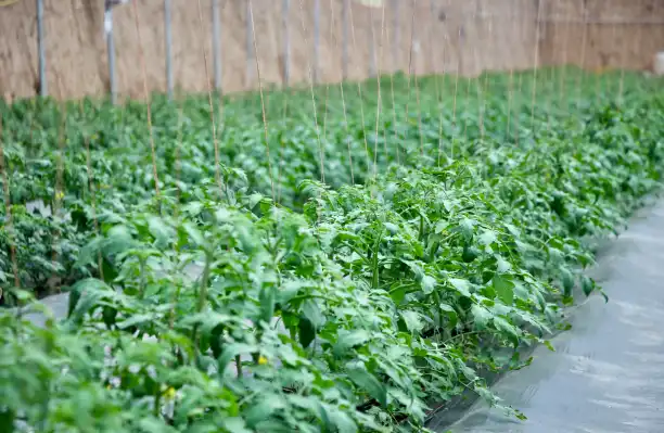 Humico Chitosan Oligosaccharide - Agricultural Solutions