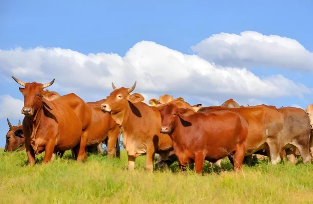 Humico Chitosan Oligosaccharide - Animal Feed Enhancement