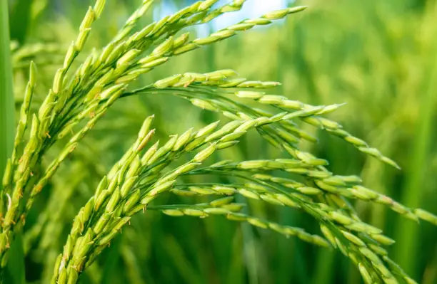 Humico Kasugamycin - Rice Cultivation Against Rice Blast