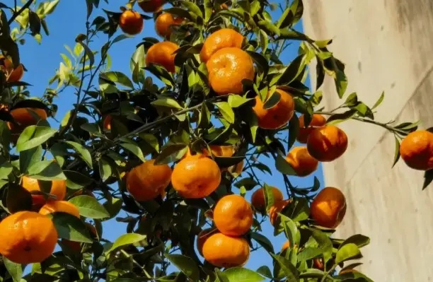 Humico Kasugamycin - Safeguarding Citrus with Zero Residue