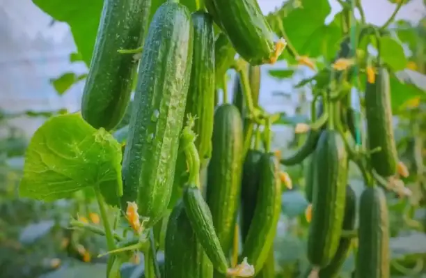 Humico Kasugamycin - Vegetables Control Bacterial Leaf Spots