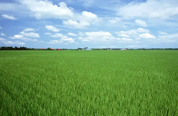 Humico Metarhizium anisopliae - Crop Protection for Large-Scale Farms