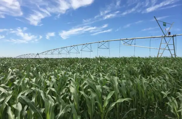 Humico Metarhizium anisopliae - Organic Farming Solutions