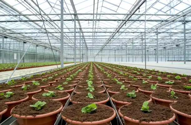 Humico Metarhizium anisopliae - Pest Control in Greenhouses & Nurseries