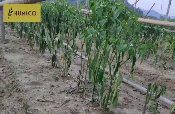 Humico - Pepper Plants Wilting Guide Causes, Diagnosis & How to Revive
