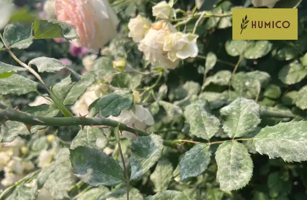 Humico - Powdery Mildew on Roses Identification and Management Strategies