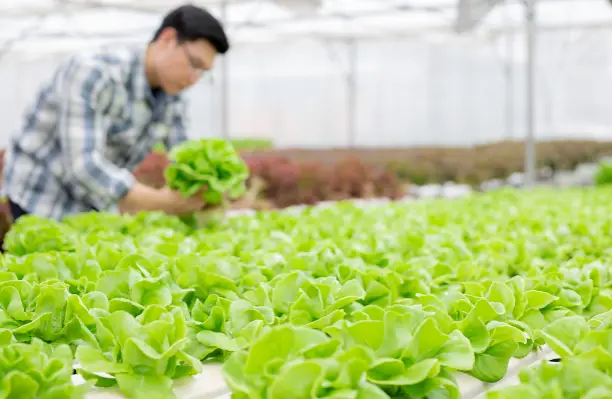 Humico - Trichoderma viride - Greenhouse Farming