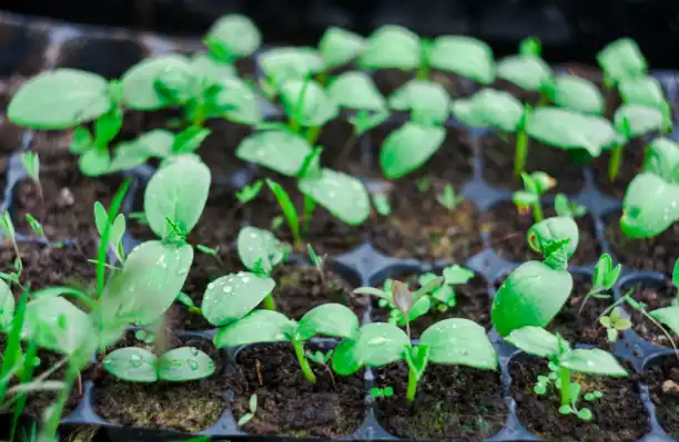 Humico Validamycin - Commercial Vegetable & Flower Nurseries