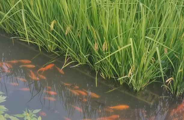 Humico Validamycin - Integrated Eco-Farming Systems