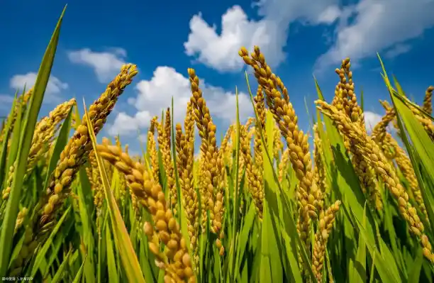 Humico Validamycin - Rice & Large-Scale Field Crops