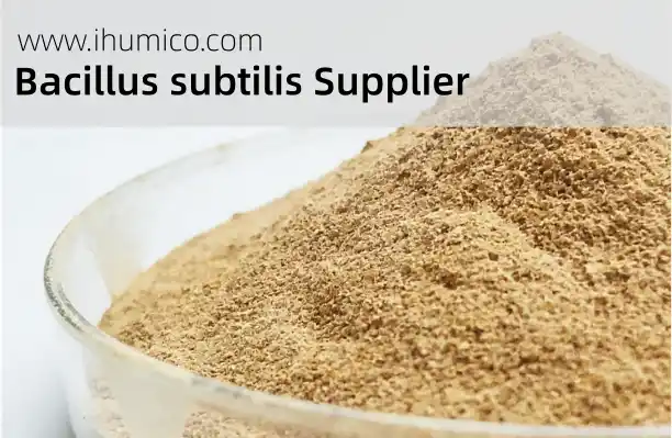 Humico - What Is Bacillus subtilis? A Complete Guide to Introduction, Benefits & Applications - Bacillus subtilis Supplier